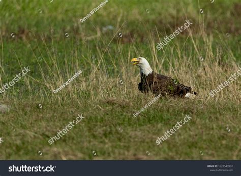 Bald Eagle Collecting Nesting Material Florida Stock Photo 1628549992 ...