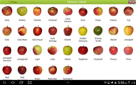 Apple varieties, Apple, Fruit