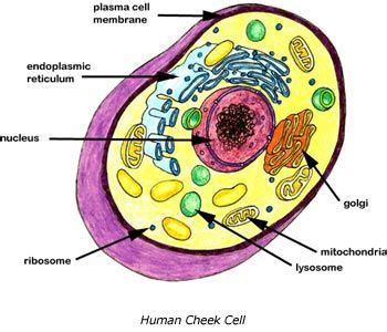 Cross section of a human cheek cell. Even our cells have organ(ells)s. Basic biology (you know ...