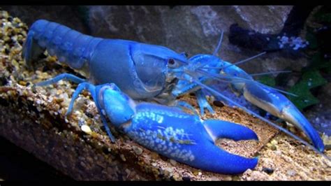 Blue lobster