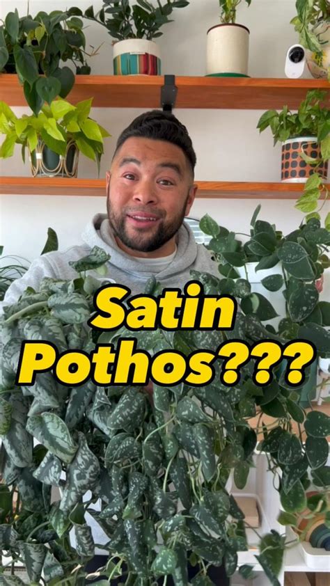 Is it Satin Pothos?! | Planting succulents, House plants, Indoor plants