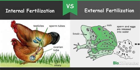 Difference Between Internal and External Fertilization – Bio Differences