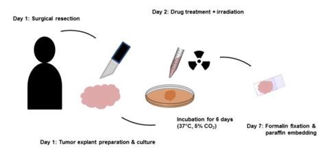 UniversitätsKlinikum Heidelberg: Preclinical Tumor Model Systems