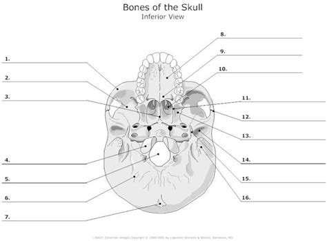 unlabed skull inferior view | Unlabeled Skull Diagram | skeleton | Pinterest | Examples, Anatomy ...