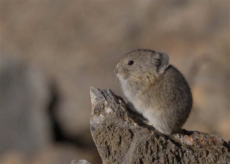 Another baby pika - Cute Alert! - FM Forums