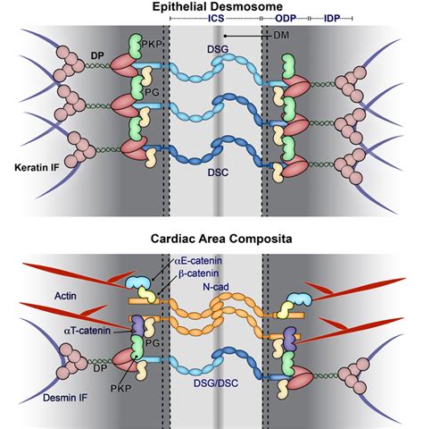 Why Study Cell-Cell Interactions?: Kathleen Green Lab: Feinberg School ...