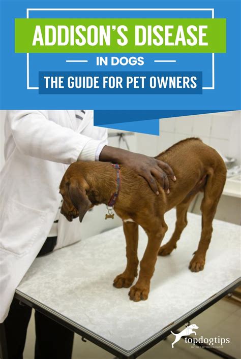 Addison’s Disease in Dogs: The Guide for Pet Owners – Top Dog Tips