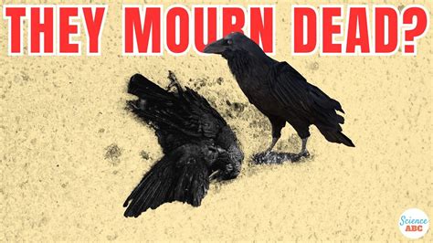 Crow Funeral : Do Crows Mourn Their Dead? - YouTube