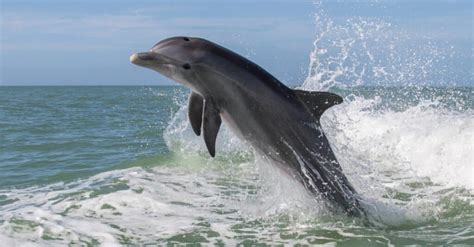 10 Incredible Dolphin Facts - IMP WORLD