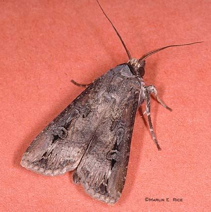 Black cutworm moth (adult)