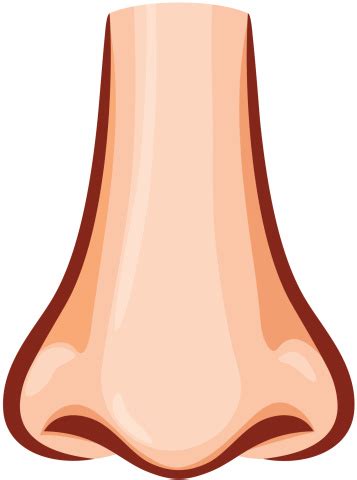 Nostrils clipart 20 free Cliparts | Download images on Clipground 2024