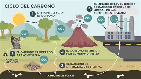 Esquema Del Ciclo Del Carbono