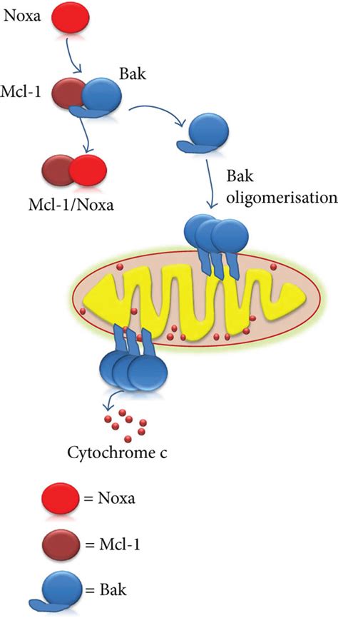 The role of MCL-1 in apoptosis. Under normal conditions, MCL-1 binds... | Download Scientific ...