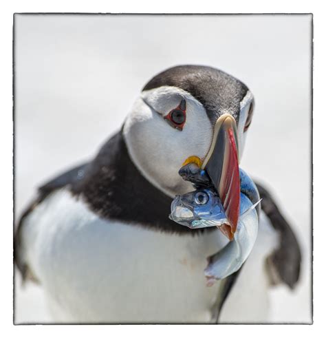 Puffin Feeding Time | This puffin was bringing lunch in to t… | Flickr