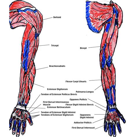 muscles of the arm diagram - ModernHeal.com