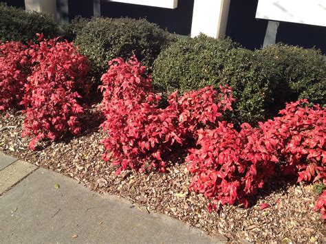 Nandina domestica (Heavenly Bamboo, Nandina, Sacred Bamboo) | North Carolina Extension Gardener ...