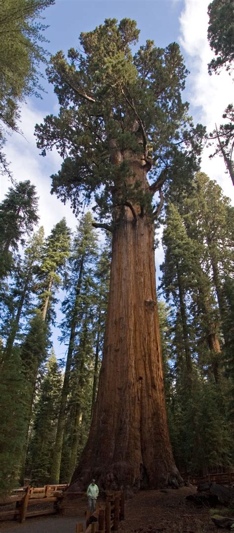 List of largest giant sequoias - Wikipedia