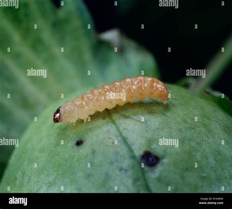 PINK BOLLWORM MOTH (PECTINOPHORA GOSSYPIELLA) LARVA ON COTTON BOLL; DESTRUCTIVE TO COTTON ...