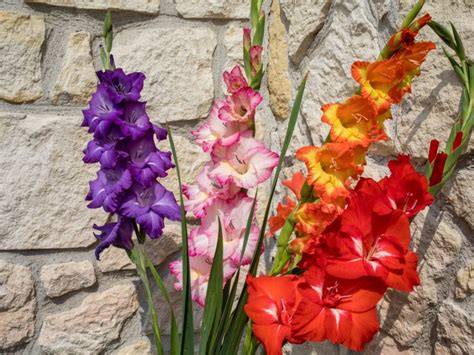 Growing Gladiolus In Pots - Tips For Planting Gladiolus In A Container