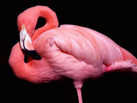 Pink Flamingo Close Up Portrait Wallpaper 1280×960 - Birds Wallpapers