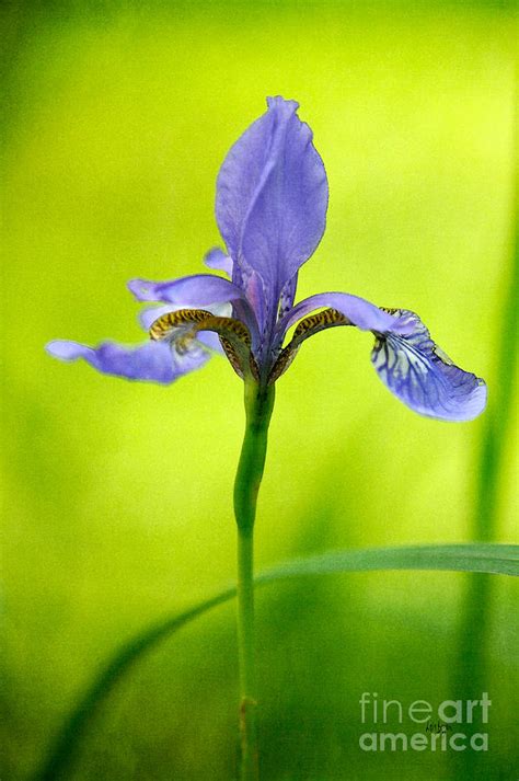 Blue Japanese Iris Photograph by Lois Bryan | Fine Art America