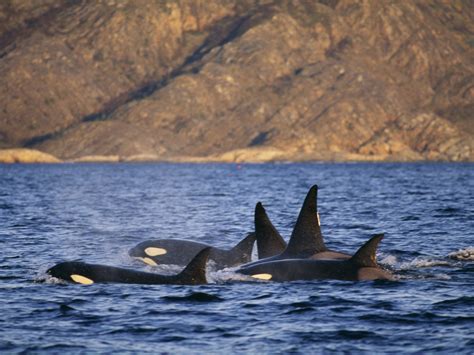 Are Killer Whales the Arctic's Next Top Predator?