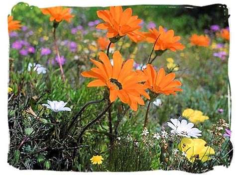 Namaqua National Park South Africa, Namaqualand Flowers Spectacle