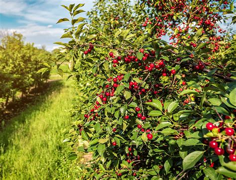 How to Grow & Care for Cherry Trees: A Comprehensive Guide