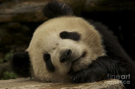 Sleeping Panda Bear Photograph by Sean Stauffer | Fine Art America