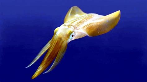 Caribbean Reef Squid – "OCEAN TREASURES" Memorial Library