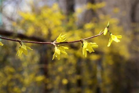 Flowers Spring Forsythia - Free photo on Pixabay - Pixabay