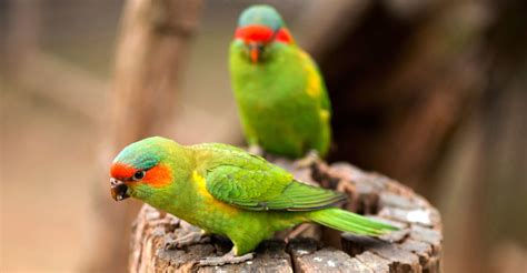 Swift Parrot In Grave Danger of Extinction | Discovery Blog | Discovery