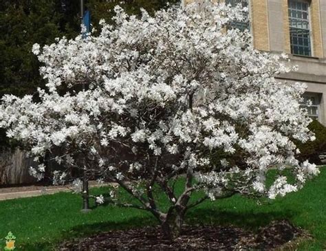 a tree with white flowers in front of a building