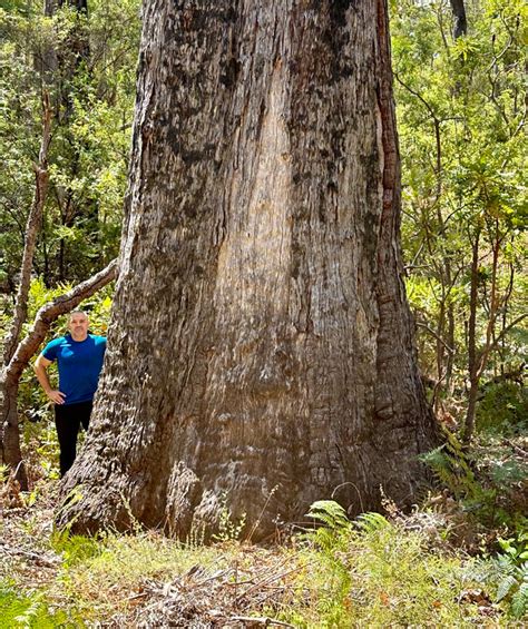 Jarrah Gallery - Western Australia Giant Trees