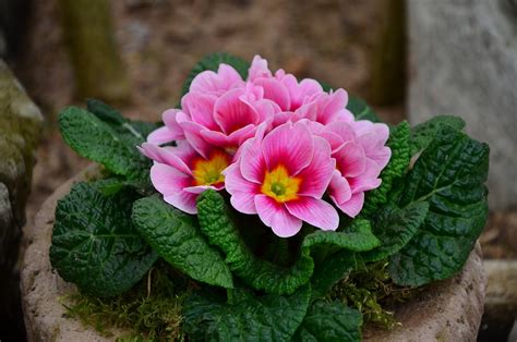 Primrose Pink Spring · Free photo on Pixabay