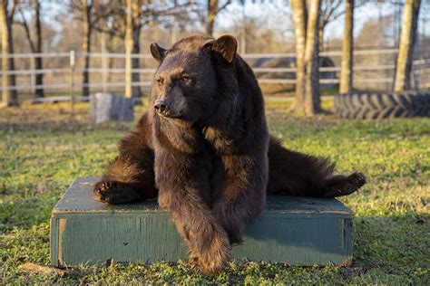 Baylor Bears mascot undergoes treatment for benign tumor