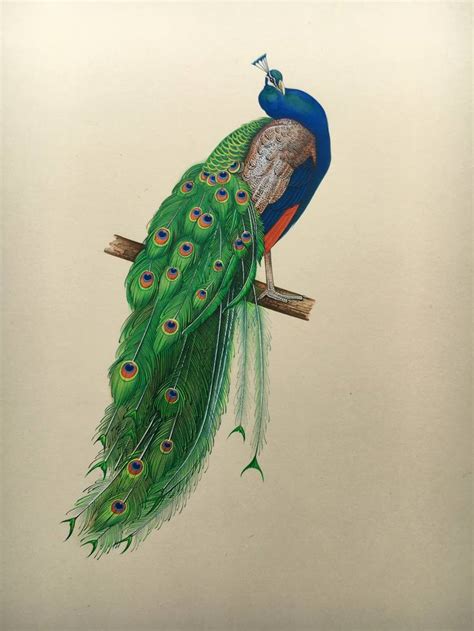 Peacock Handmade Miniature Artwork on Paper Painting by Babulal Marotia ...