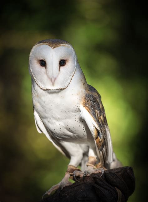 Barn Owl - Lindsay Wildlife Experience