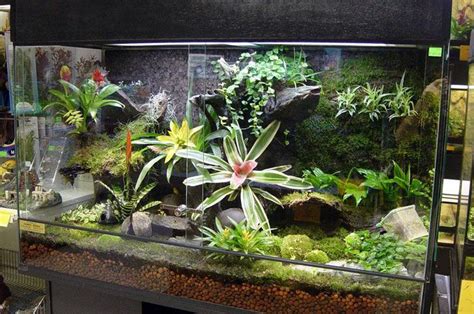 Terrarium | Fish tank terrarium, Garden terrarium, Open terrariums