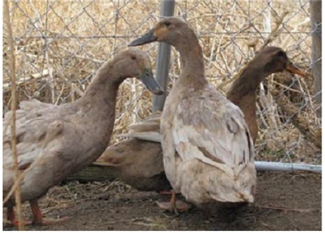 Best Duck Breeds For Your Small Farm | Big Picture Agriculture