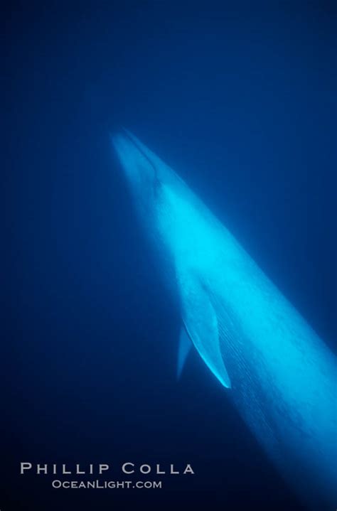 Blue whale underwater, Baja California, Balaenoptera musculus photo