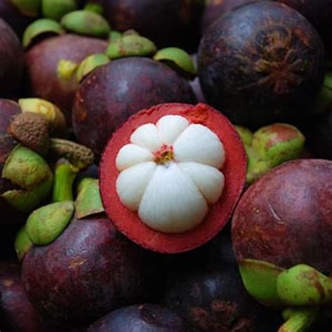 | MANGOSTEEN per/LB