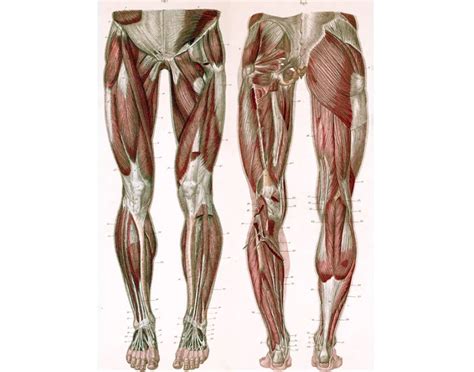 Front and Back Lower Leg Muscles Quiz