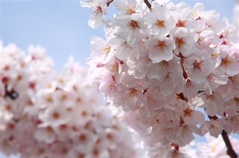 white_cherry_blossoms_japan | Kyuhoshi