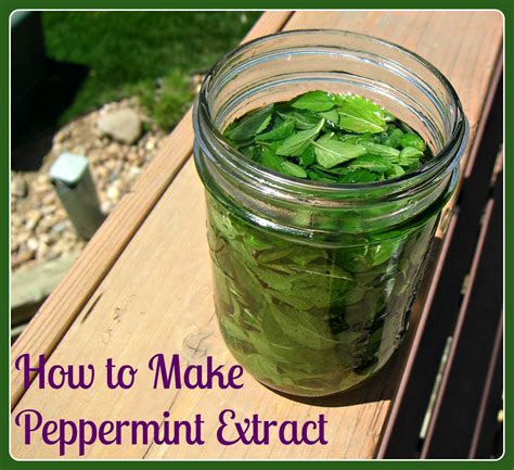 How to Make Peppermint Extract - Whole Natural Life