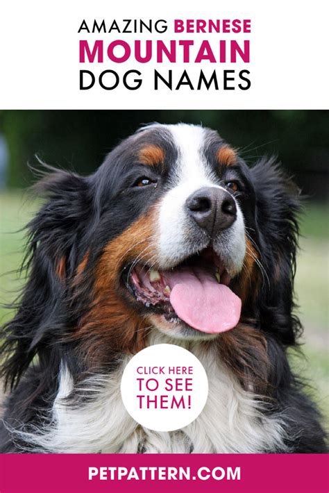 Amazing Bernese Mountain Dog Names | Dog names, Bernese mountain dog names, Mountain dogs