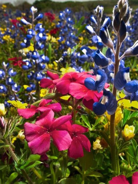 Springtime in Texas. So often, you can drive through the Texas ...