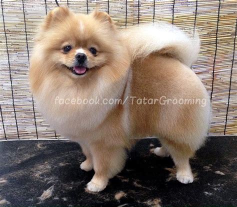 Pin by Debra L Sjodin on Grooming: Pomeranian Cuts | Pomeranian facts ...