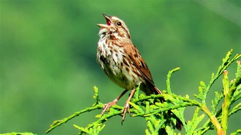 Backyard Birding....and Nature: Song Sparrow Singing its Song