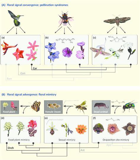 Convergent Evolution Plants